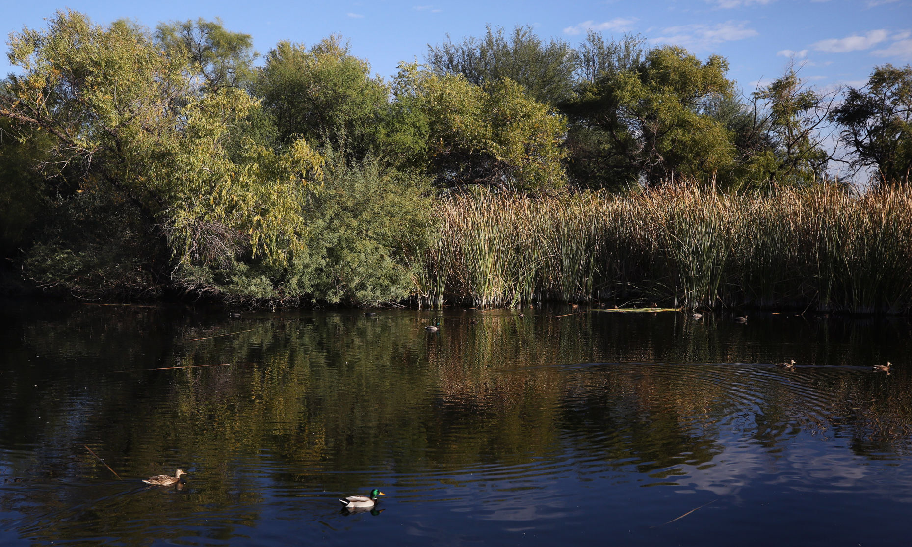 Sweetwater Wetlands, Tucson